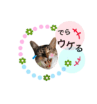 名古屋育ちのベンガル＆日本猫（個別スタンプ：22）
