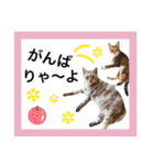名古屋育ちのベンガル＆日本猫（個別スタンプ：23）