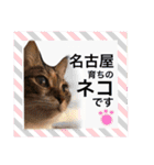 名古屋育ちのベンガル＆日本猫（個別スタンプ：24）