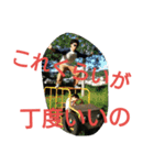 意外と使える？EDスタンプ第2弾（個別スタンプ：16）
