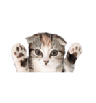 ねこまるず（個別スタンプ：1）