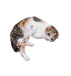 ねこまるず（個別スタンプ：2）