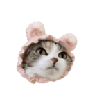 ねこまるず（個別スタンプ：3）