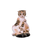 ねこまるず（個別スタンプ：4）