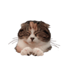 ねこまるず（個別スタンプ：5）