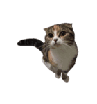 ねこまるず（個別スタンプ：6）