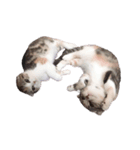 ねこまるず（個別スタンプ：7）