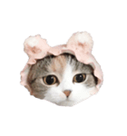 ねこまるず（個別スタンプ：8）