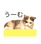 ごんたとまだら（個別スタンプ：11）