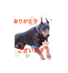 dobermann.takuma（個別スタンプ：2）