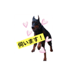 dobermann.takuma（個別スタンプ：3）