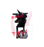 dobermann.takuma（個別スタンプ：5）