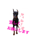 dobermann.takuma（個別スタンプ：7）