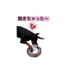 dobermann.takuma（個別スタンプ：8）