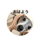 イタグレ ピーチの癒し系スタンプ1（個別スタンプ：1）