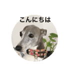 イタグレ ピーチの癒し系スタンプ1（個別スタンプ：6）