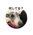 イタグレ ピーチの癒し系スタンプ1（個別スタンプ：7）