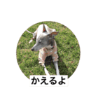 イタグレ ピーチの癒し系スタンプ1（個別スタンプ：8）
