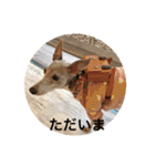 イタグレ ピーチの癒し系スタンプ1（個別スタンプ：9）