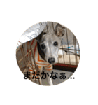 イタグレ ピーチの癒し系スタンプ1（個別スタンプ：10）