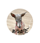 イタグレ ピーチの癒し系スタンプ1（個別スタンプ：11）