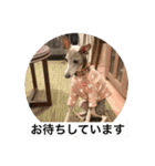 イタグレ ピーチの癒し系スタンプ1（個別スタンプ：12）