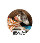 イタグレ ピーチの癒し系スタンプ1（個別スタンプ：17）