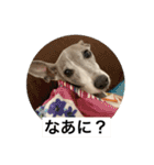 イタグレ ピーチの癒し系スタンプ1（個別スタンプ：19）