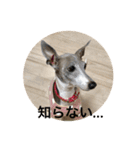 イタグレ ピーチの癒し系スタンプ1（個別スタンプ：21）