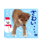 モコちゃん。（個別スタンプ：4）