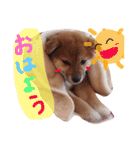 モコちゃん。（個別スタンプ：8）
