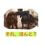 かわいい犬たちのスタンプ（個別スタンプ：22）