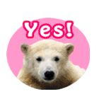 しろくまの楽しい毎日（個別スタンプ：5）