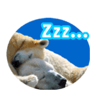 しろくまの楽しい毎日（個別スタンプ：16）