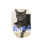 cocoa cat1（個別スタンプ：3）