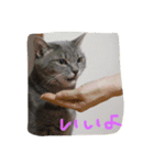 cocoa cat1（個別スタンプ：4）