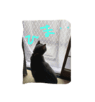 cocoa cat1（個別スタンプ：6）