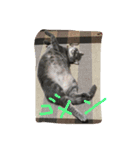 cocoa cat1（個別スタンプ：7）