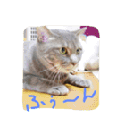 cocoa cat1（個別スタンプ：8）