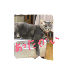 cocoa cat1（個別スタンプ：9）