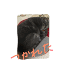 cocoa cat1（個別スタンプ：12）