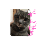 cocoa cat1（個別スタンプ：16）