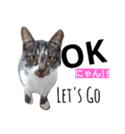 猫の日常的つぶやき 2（個別スタンプ：1）