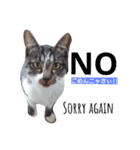猫の日常的つぶやき 2（個別スタンプ：3）