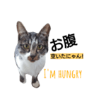 猫の日常的つぶやき 2（個別スタンプ：4）