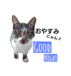猫の日常的つぶやき 2（個別スタンプ：5）