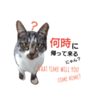 猫の日常的つぶやき 2（個別スタンプ：6）