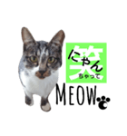 猫の日常的つぶやき 2（個別スタンプ：7）