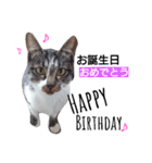 猫の日常的つぶやき 2（個別スタンプ：8）