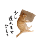 ねこ（ひたすらかわいい）（個別スタンプ：2）